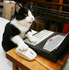 Cat email